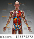 人體解剖學 123375272