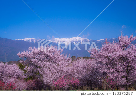 Snow-capped Central Alps and cherry blossoms in full bloom 123375297