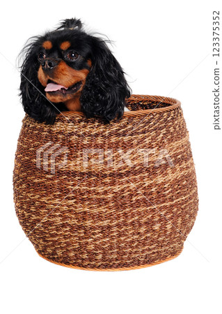 Happy Cavalier King Charles Spaniel dog in a basket Happy Cavalier King Charles Spaniel dog in a basket 123375352