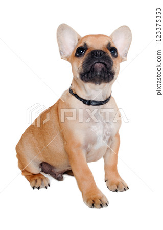 Sad french puppy bulldog is sitting on at clean white background 123375353