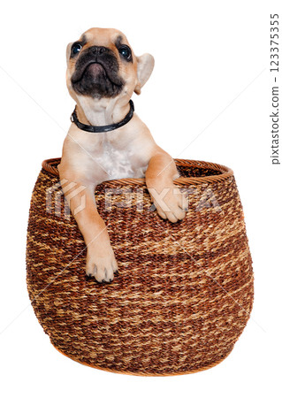 French puppy bulldog is playing in a basket, taken on at clean white background 123375355