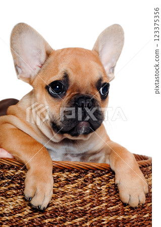 French puppy bulldog is playing in a basket, taken on at clean white background 123375356