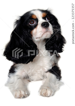 Sad Cavalier King Charles Spaniel dog resting Sad Cavalier King Charles Spaniel dog resting 123375357