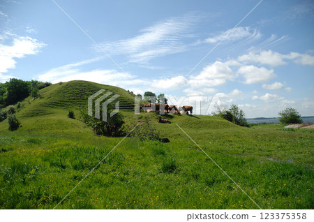 Cows and green landscape Cows and green landscape 123375358