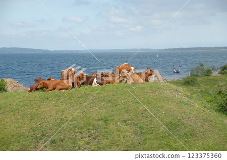 Cows resting on green grass Cows resting on green grass 123375360
