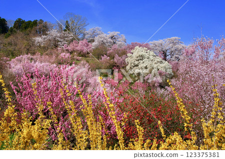 Hanamiyama, a famous flower viewing spot (Fukushima City, Fukushima Prefecture) 123375381