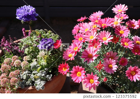A pot of margarets and anemones A pot of margarets and anemones 123375592