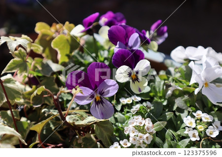 Viola grown from seed 123375596