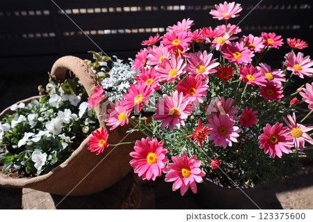 粉紅色雛菊和白色紫羅蘭 粉紅色雛菊和白色紫羅蘭 123375600