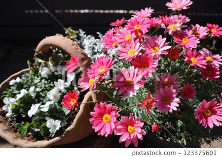 粉紅色雛菊和白色紫羅蘭 粉紅色雛菊和白色紫羅蘭 123375601