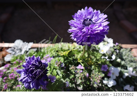 重瓣銀蓮花種植 重瓣銀蓮花種植 123375602