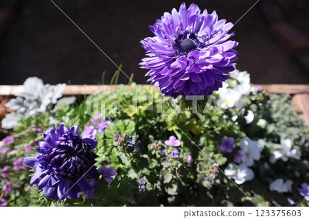 重瓣銀蓮花種植 重瓣銀蓮花種植 123375603