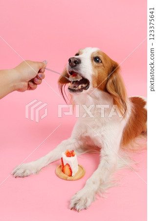 Dog eating strawberry cake Dog eating strawberry cake 123375641