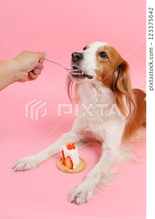 Dog eating strawberry cake Dog eating strawberry cake 123375642