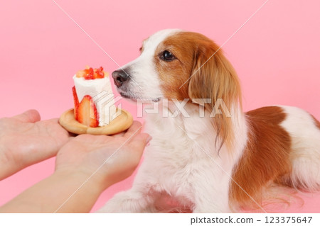 Dog eating strawberry cake Dog eating strawberry cake 123375647