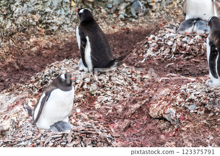 Gentoo colony at Danco Island Gentoo colony at Danco Island 123375791