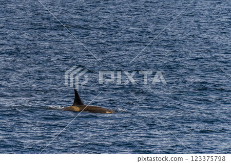 Killer whales in the Antarctic 123375798