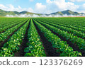 Lush Green Lettuce Fields with Misty Mountains and Blue Sky in the Background ai generative ai generative 123376269