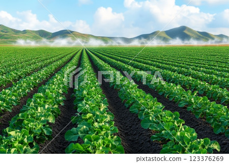 Lush Green Lettuce Fields with Misty Mountains and Blue Sky in the Background ai generative ai generative Lush Green Lettuce Fields with Misty Mountains and Blue Sky in the Background ai generative ai generative 123376269