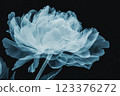 Ethereal X ray Floral Captures Delicate Beauty of Peony Blossom ai generative ai generative 123376272