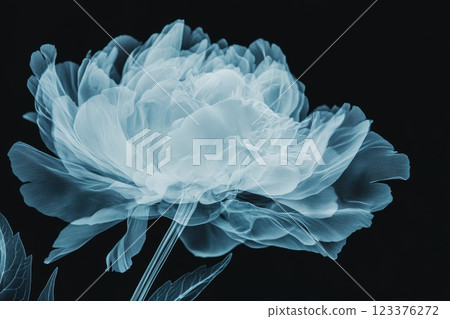 Ethereal X ray Floral Captures Delicate Beauty of Peony Blossom ai generative ai generative 123376272