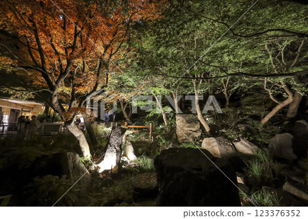 Stunning Christmas Illumination Display During Night, Mohri Garden Dec 5 2024 123376352