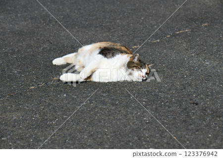 Mike cat Mike cat 123376942
