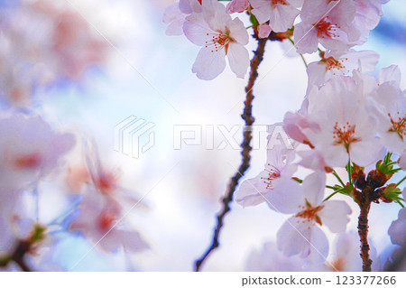 Soft cherry blossoms 1 Full bloom Spring Yoshino cherry blossoms 123377266