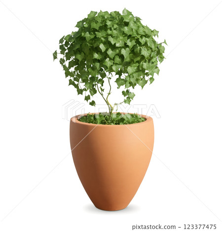 English Ivy in Clay Pot (Hedera helix) A rich, green English ivy with cascading vines that twist and wind down 123377475
