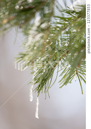 Winter pine Winter pine 123377853