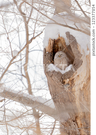 Sleeping Owl Sleeping Owl 123377854