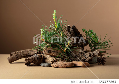 Abstract nature scene with a composition of pine branches, stones, and dry snags. 123377863