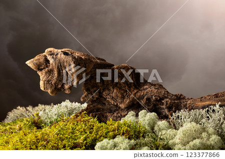 Dried wooden snag with natural moss and lichen. Dried wooden snag with natural moss and lichen. 123377866