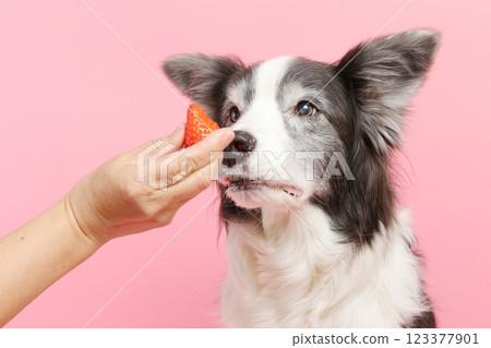 Dog waiting for strawberries 123377901