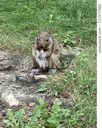 A squirrel descends to the ground to eat food A squirrel descends to the ground to eat food 123377980