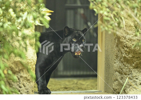 Black jaguar Black jaguar 123378433