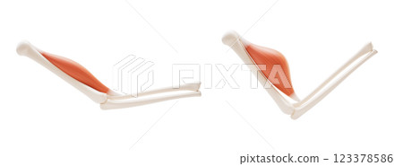 isolated, biological, musculoskeletal 123378586