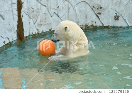 Polar bear 123379136