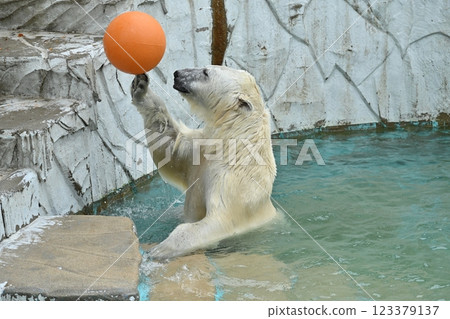 Polar bear 123379137