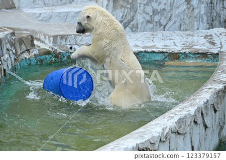Polar bear 123379157