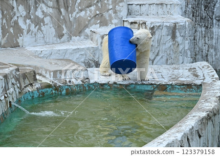 Polar bear 123379158