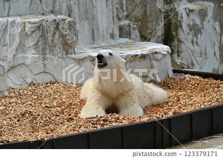 Polar bear Polar bear 123379171