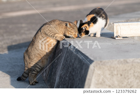 Two cats eating food 123379262