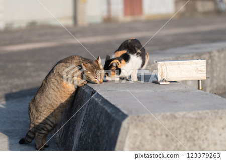 Two cats eating food 123379263