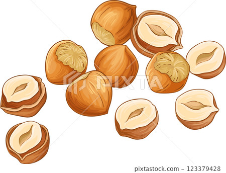 Hazelnut Nuts  Colored Detailed Illustration. 123379428