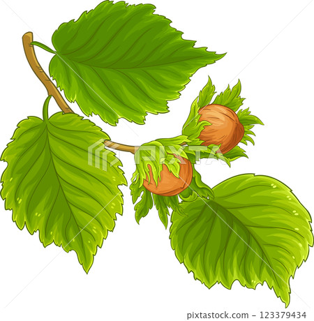Hazelnut Branch with Nuts and Leaves Colored Detailed Illustration. Organic natural nutritional healthy food ingredient, vegetarian diet product Hazelnut Branch with Nuts and Leaves Colored Detailed Illustration. Organic natural nutritional healthy food ingredient, vegetarian diet product 123379434