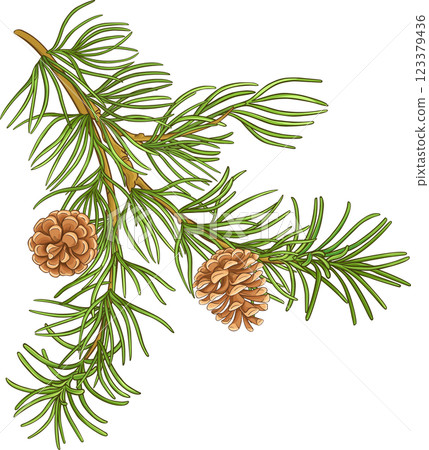 Pine Branch with Cones and Needles Colored Detailed Illustration. Organic natural nutritional healthy food ingredient, vegetarian diet product 123379436