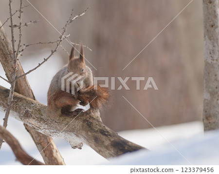 Hokkaido squirrel, winter, snow, tail, grooming Hokkaido squirrel, winter, snow, tail, grooming 123379456