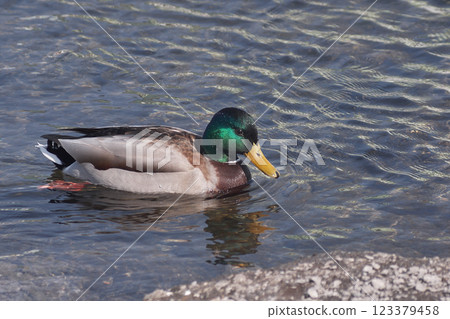 鳧 123379458
