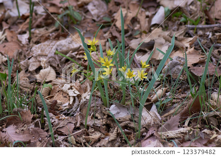 Kibana Noahana 123379482